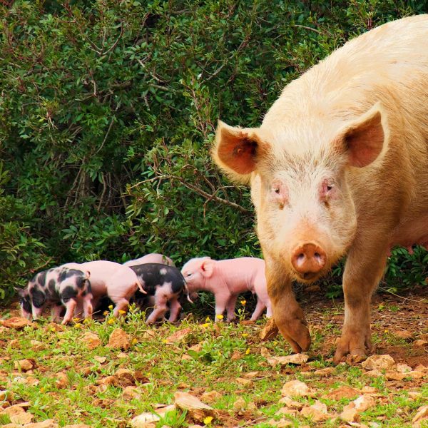 imgi_41_hog-piglets-field_1635036-59