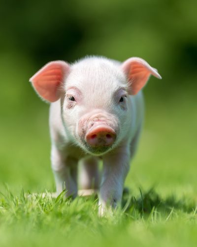 Newborn piglet on spring green grass on a farm