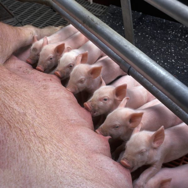 Lot of little pigs are fed by their mother pig indoors